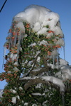 IMG 4405