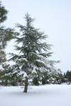 IMG 4179