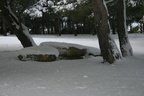 IMG 4210