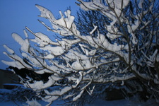 IMG 4291