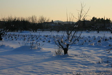 IMG 4343
